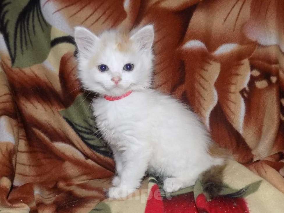 Кошки в Москве: Котята турецкий ван Девочка, 10 000 руб. - фото 3