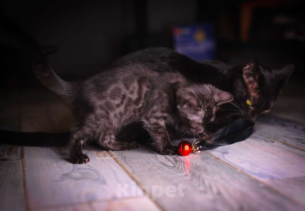 Кошки в Москве: Бенгальские котята Девочка, 55 000 руб. - фото 9