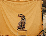 Собаки в Санкт-Петербурге: Персик ищет дом Мальчик, Бесплатно - фото 4