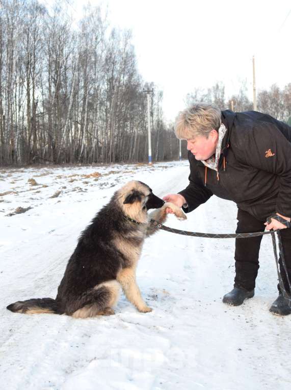 Собаки в Москве: Щенок-подросток, овчарка в дар Девочка, Бесплатно - фото 4