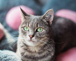Кошки в Москве: Нежная и ласковая Зоя ищет свою семью. Девочка, Бесплатно - фото 1