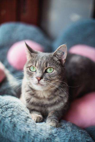 Кошки в Москве: Нежная и ласковая Зоя ищет свою семью. Девочка, Бесплатно - фото 1