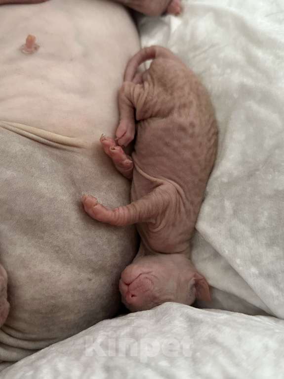 Кошки в Стерлитамаке: Котята донского сфинкса  Девочка, 6 500 руб. - фото 3