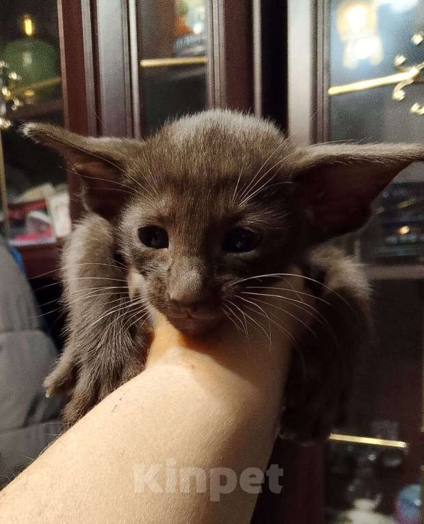 Кошки в Москве: Ориентальные котята  Мальчик, 45 000 руб. - фото 3