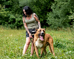 Собаки в Видном: Бархан ждет семью Мальчик, Бесплатно - фото 2
