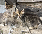Кошки в Подольске: Отдам котят в добрые руки Мальчик, Бесплатно - фото 3
