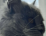 Кошки в Химках: Кошка с янтарными глазами Девочка, Бесплатно - фото 6