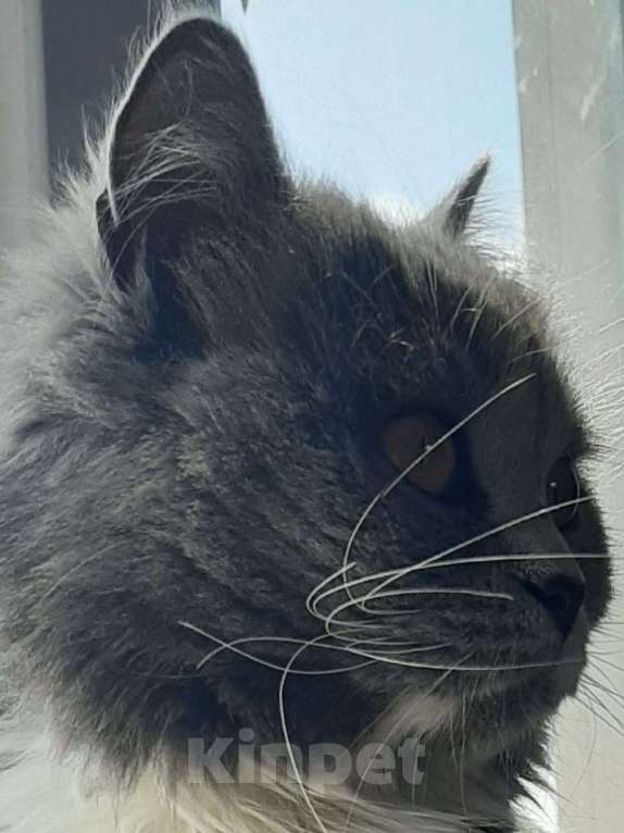 Кошки в Химках: Кошка с янтарными глазами Девочка, Бесплатно - фото 6