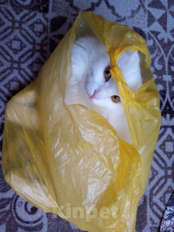 Кошки в Оренбурге: Ева ищет добрых хозяев Девочка, Бесплатно - фото 6