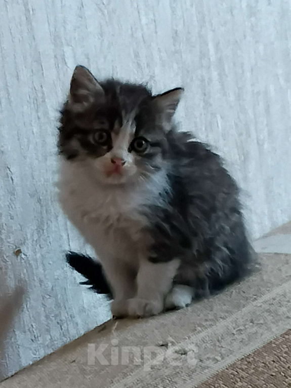 Кошки в Владикавказе: Котёнок в добрые руки Девочка, Бесплатно - фото 1
