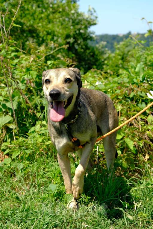 Собаки в других городах Краснодарского края: Добрый кроткий пес чипирован кастрирован в дар с доставкой Мальчик, Бесплатно - фото 7