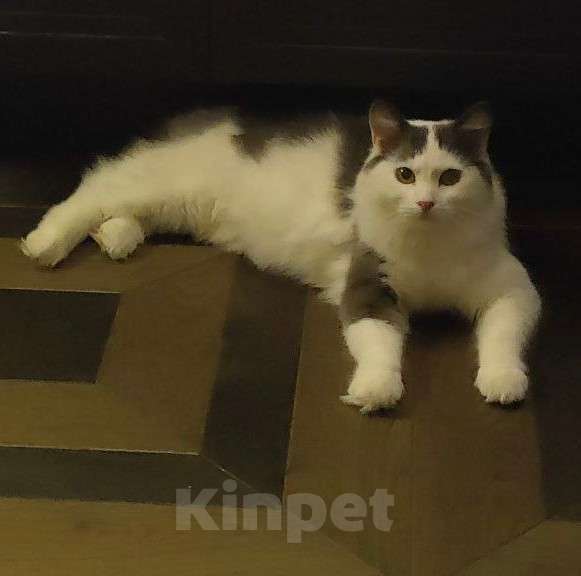 Кошки в Москве: Зефирка ищет своего человека Мальчик, Бесплатно - фото 6