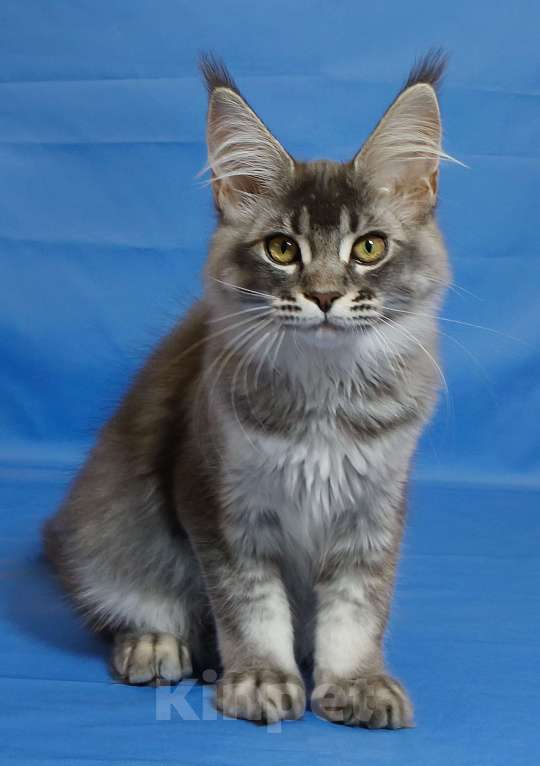 Кошки в Чайковском: Мирабела Девочка, 40 000 руб. - фото 3