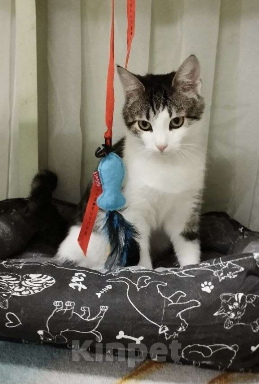 Кошки в Москве: Степан Мальчик, Бесплатно - фото 3