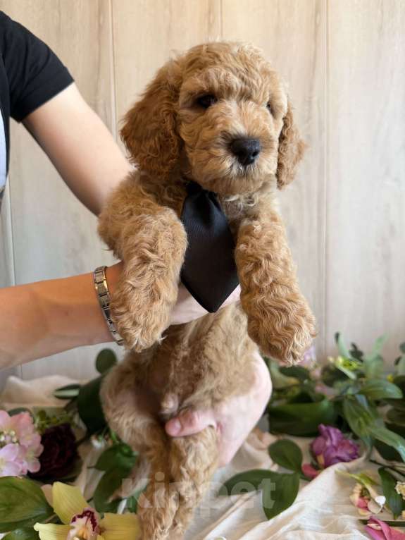 Собаки в других городах Московской области: Австралийский лабрадудль Мальчик, 150 000 руб. - фото 1