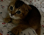 Кошки в Всеволожске: Шотландский вислоухий короткошёрстный котёнок Девочка, 10 000 руб. - фото 1