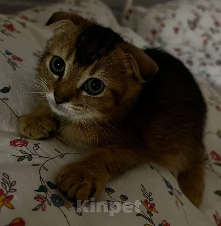 Кошки в Всеволожске: Шотландский вислоухий короткошёрстный котёнок Девочка, 10 000 руб. - фото 1