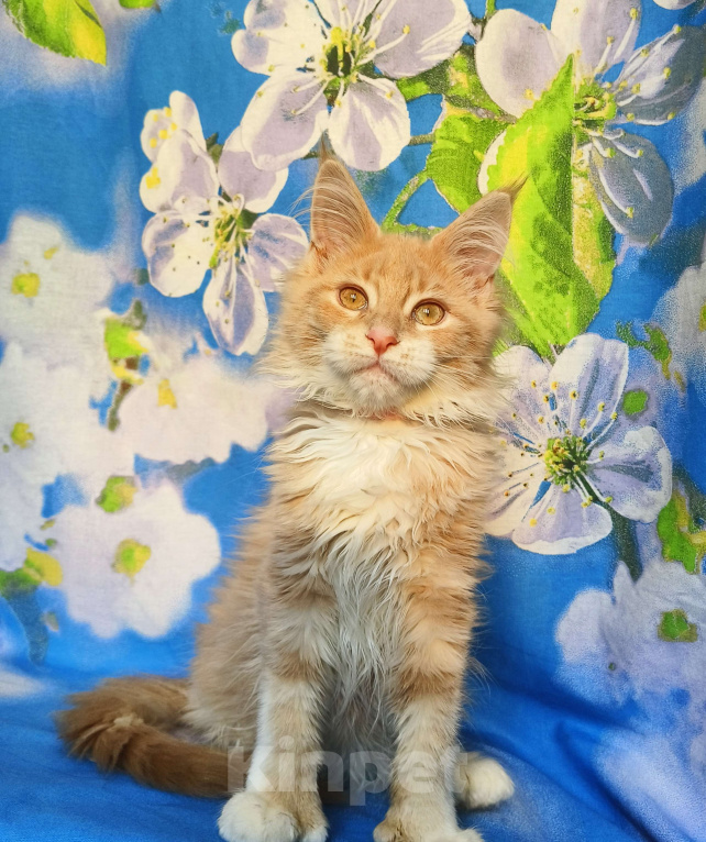 Кошки в Москве: Мейн-Кун полидакт. Девочка Девочка, 75 000 руб. - фото 3