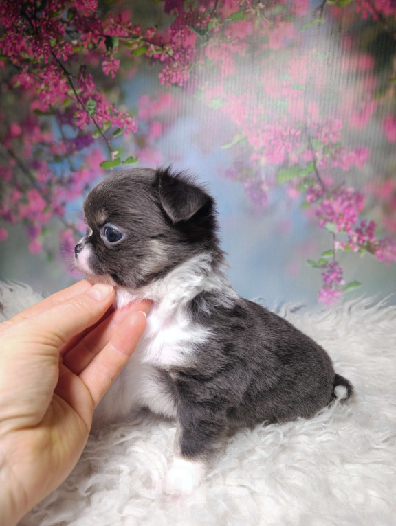 Собаки в Москве: Голубая шелковая красавица Девочка, 120 000 руб. - фото 4