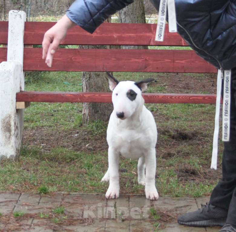 Собаки в Москве: Бультерьер Зара Девочка, Бесплатно - фото 4