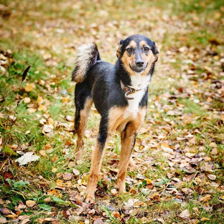 Собаки в Москве: Джуна Девочка, Бесплатно - фото 3