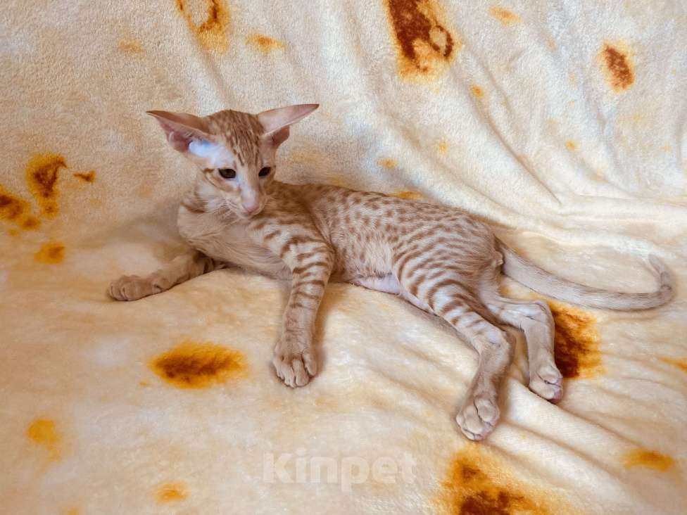 Кошки в других городах Московской области: Ориентальные котята экстрим с документами Мальчик, Бесплатно - фото 7