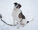 Собаки в Москве: Чудесная собака Ирэй ищет дом Девочка, Бесплатно - фото 2