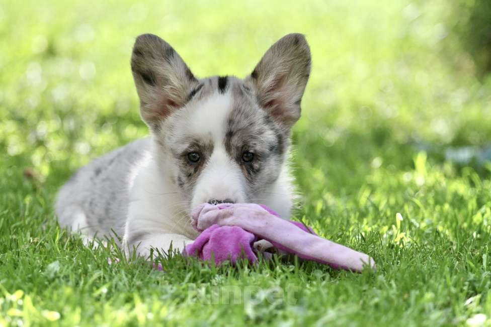 Собаки в Москве: Щенки вельш корги кардиган Мальчик, 80 000 руб. - фото 4