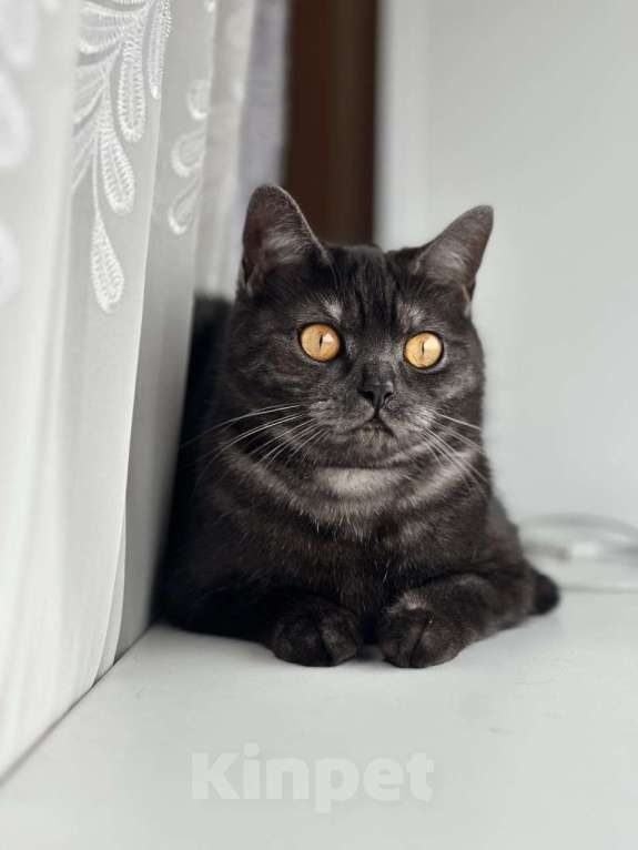 Кошки в Саратове: Шотландские котята Разнополые, 8 000 руб. - фото 7