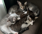 Кошки в Нижнем Новгороде: Котенок в добрые руки Девочка, Бесплатно - фото 7