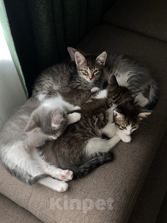 Кошки в Нижнем Новгороде: Котенок в добрые руки Девочка, Бесплатно - фото 7