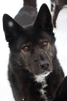 Нереально красивая и умная собака Ассоль