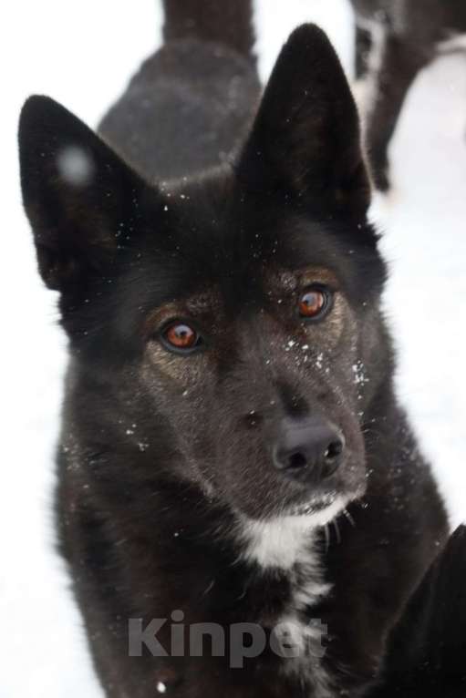 Собаки в Люберцах: Нереально красивая и умная собака Ассоль Девочка, Бесплатно - фото 1