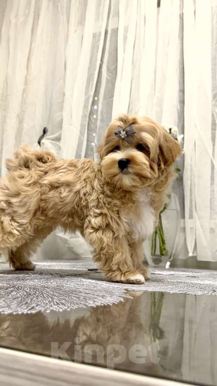 Собаки в Москве: Мальчик Мальтипу f1 Мишани стар Флорри Мальчик, 160 000 руб. - фото 3