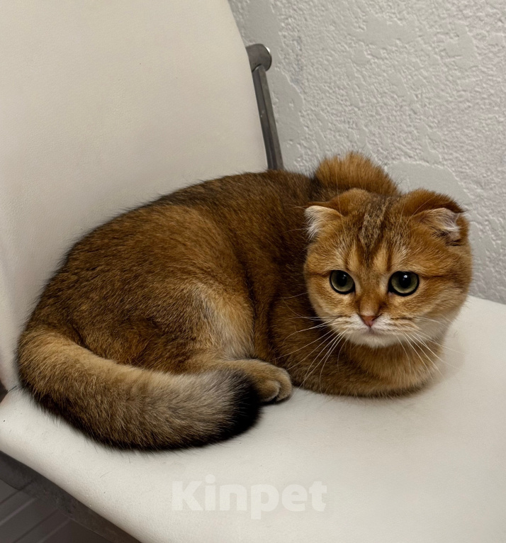 Кошки в Москве: Шотландский вислоухий котенок Девочка, 10 000 руб. - фото 6