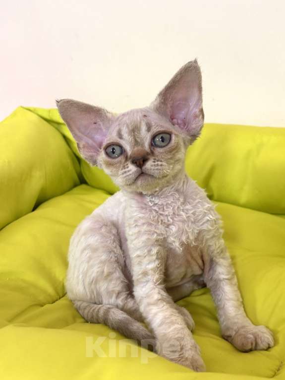 Кошки в Лобне: Мальчик девон рекс Мальчик, 80 000 руб. - фото 8