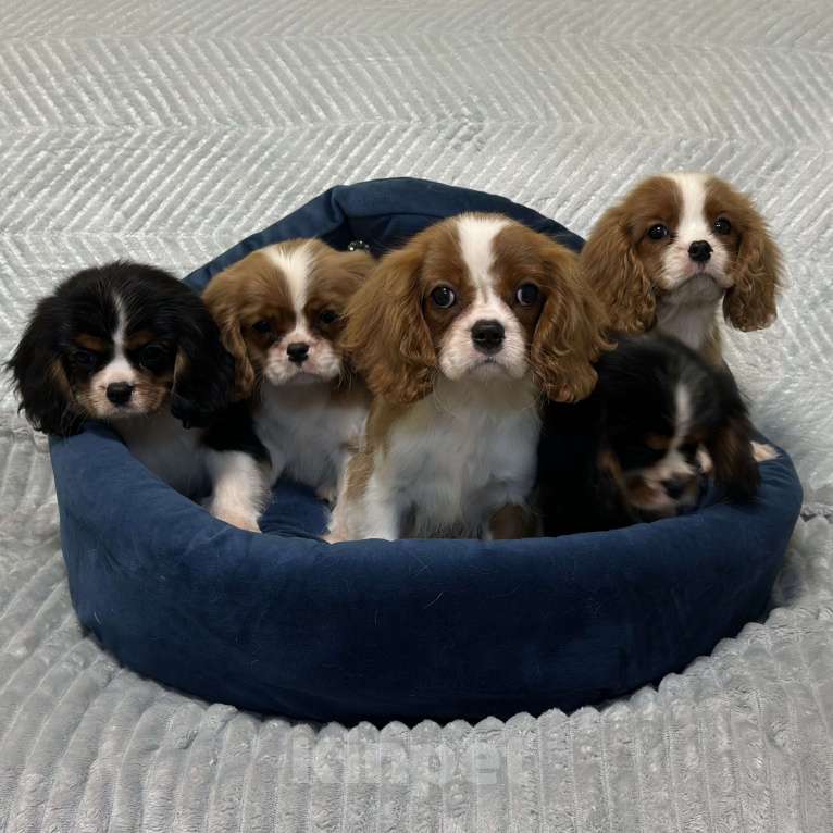 Собаки в Санкт-Петербурге: Щенки кавалер Кинг чарльз спаниеля  Мальчик, 100 000 руб. - фото 8