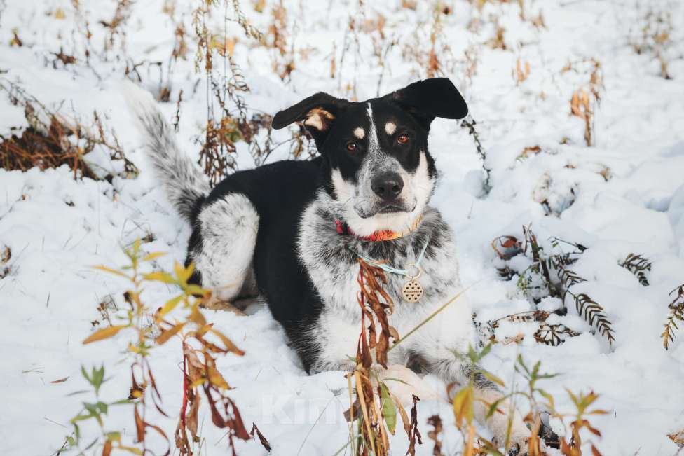 Собаки в Москве: Невероятный Любимчик ищет дом Мальчик, Бесплатно - фото 6