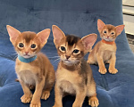 Кошки в Липецке: Продается абиссинский котенок  Мальчик, 60 000 руб. - фото 4