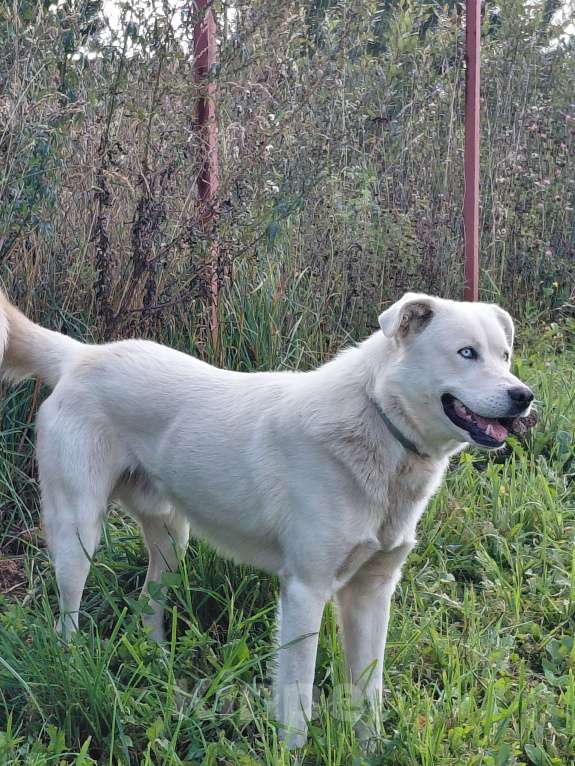 Собаки в Александрове: Продаю в самые надёжные руки и любящее сердце! Мальчик, 3 000 руб. - фото 2