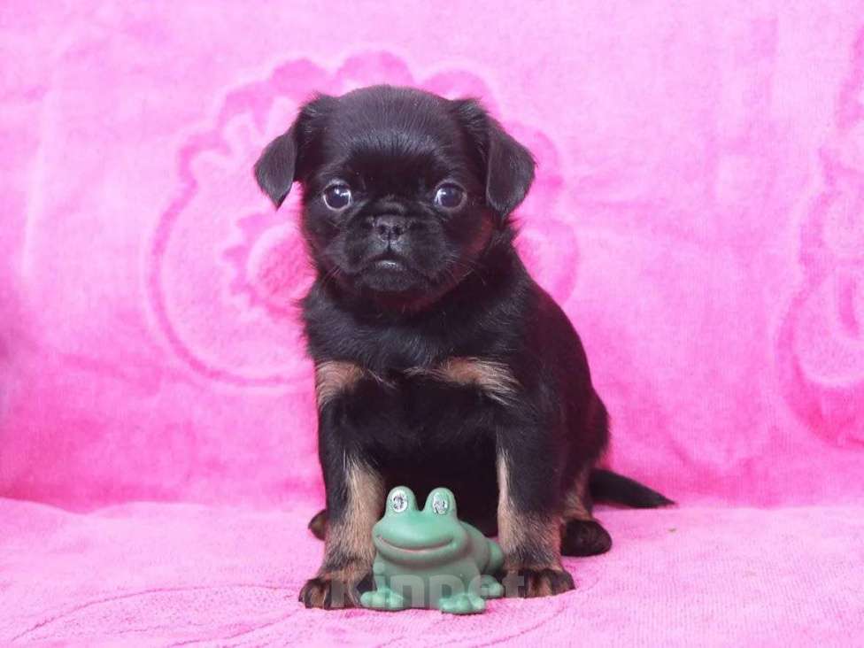 Собаки в Санкт-Петербурге: Ваше счастье Мальчик, 80 000 руб. - фото 1