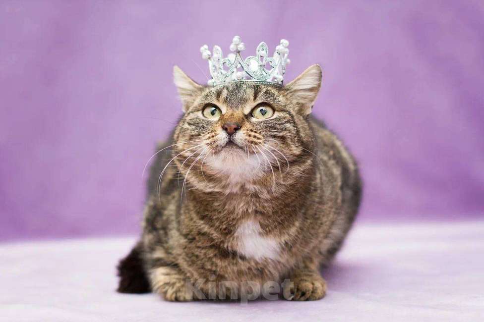 Кошки в Москве: Леопарда ищет дом Девочка, Бесплатно - фото 1