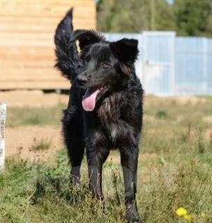 Собаки в Москве: Стив Мальчик, Бесплатно - фото 4