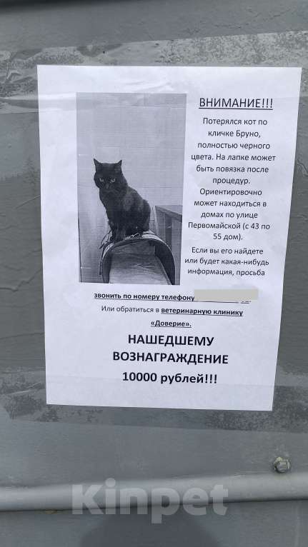 Кошки в Краснодаре: Потерялся комок любви  Мальчик, 10 000 руб. - фото 2