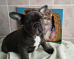 Собаки в Москве: Красивый мальчик французский бульдог. Мальчик, 60 000 руб. - фото 1