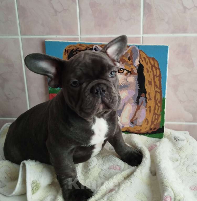 Собаки в Москве: Красивый мальчик французский бульдог. Мальчик, 60 000 руб. - фото 1