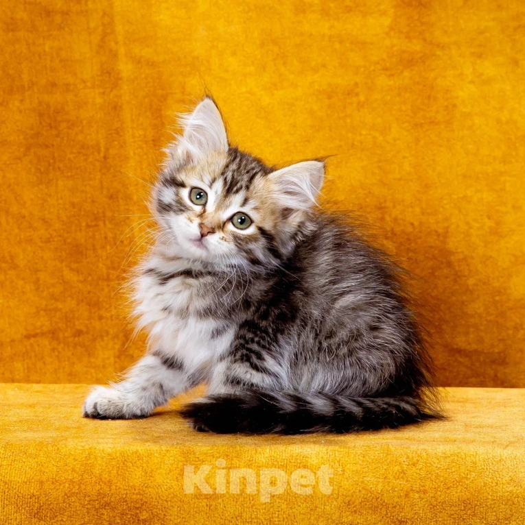 Кошки в Саратове: Сибирская девочка Ксюша Девочка, 50 000 руб. - фото 2