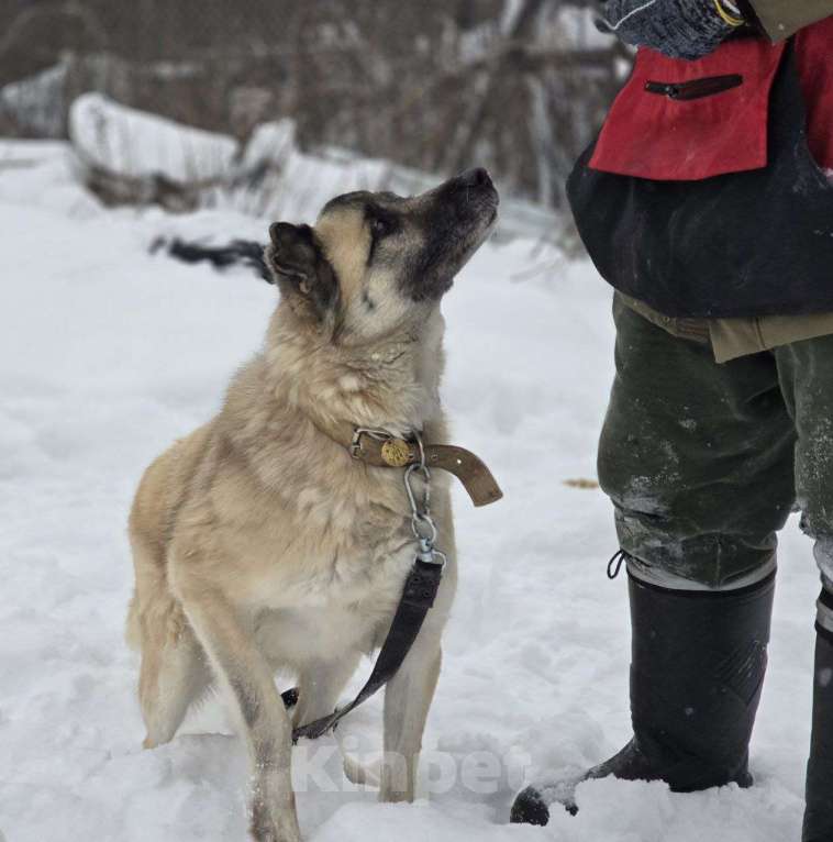 Собаки в Королеве: Боб живет в приюте и мечтает найти своего человека! Мальчик, Бесплатно - фото 10