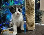 Кошки в Краснодаре: Шотландская ВИСЛОУХАЯ короткошерстная Девочка, 10 000 руб. - фото 4