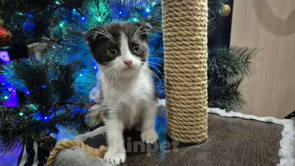 Кошки в Краснодаре: Шотландская ВИСЛОУХАЯ короткошерстная Девочка, 10 000 руб. - фото 4
